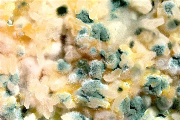 What does it mean to dream of mold? What does it mean to dream of mold?