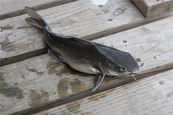 What does it mean to dream of eating catfish? What does it mean to dream of eating catfish?