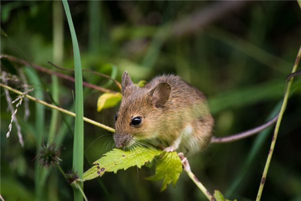 What does it mean to dream of hitting a rat? What does it mean to dream of hitting a rat?