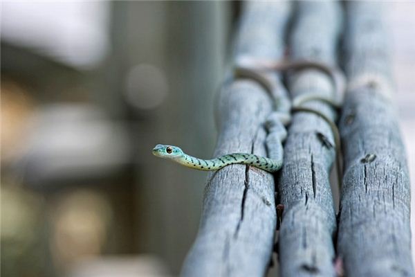 What does it mean to dream of catching snakes? What does it mean to dream of catching snakes?
