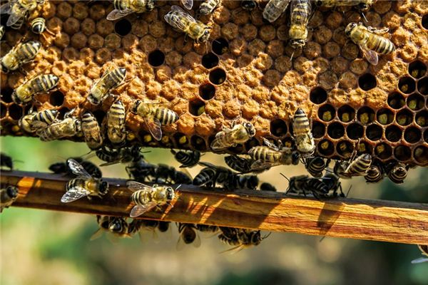 What does it mean to dream of poking a hornet's nest? What does it mean to dream of poking a hornet's nest?