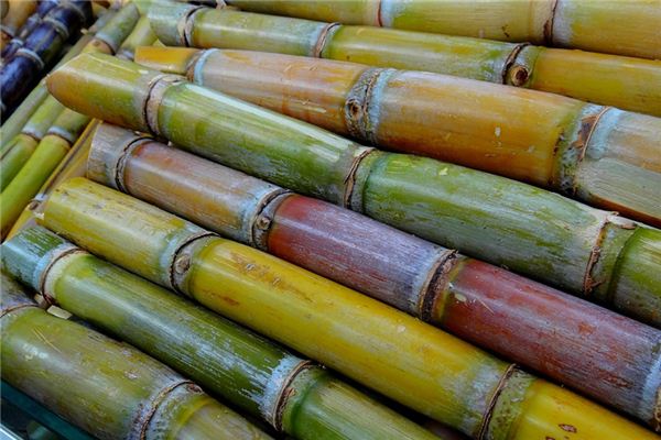 What does it mean to dream of eating sugarcane? What does it mean to dream of eating sugarcane?