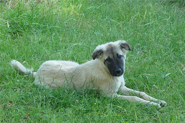 What does it mean to dream of a dead dog? What does it mean to dream of a dead dog?