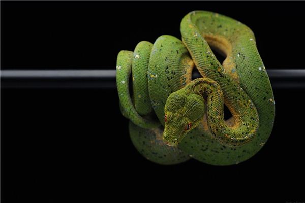What does it mean to dream of a giant snake eating people?