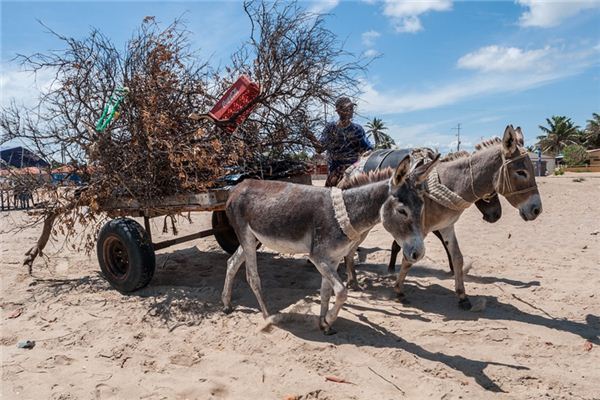 What does it mean to dream of a donkey pulling a cart? What does it mean to dream of a donkey pulling a cart?