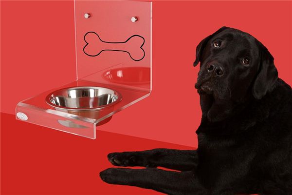 What does it mean to dream of feeding a dog? What does it mean to dream of feeding a dog?