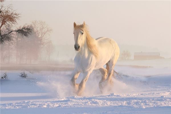 What does it mean to dream of eating horse meat? What does it mean to dream of eating horse meat?