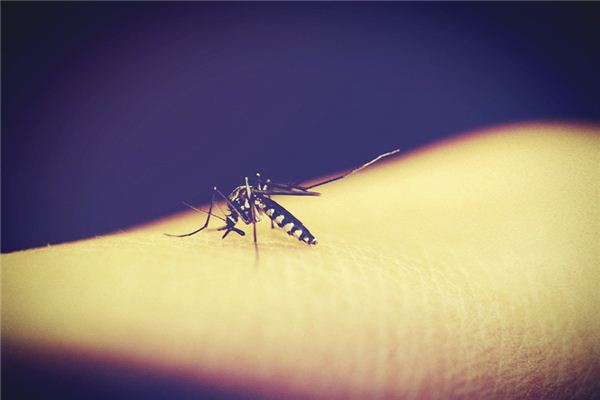 What does it mean to dream of being bitten by insects? What does it mean to dream of being bitten by insects?