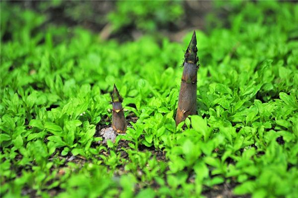 What does it mean to dream of digging bamboo shoots? What does it mean to dream of digging bamboo shoots?