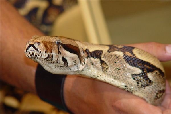 What does it mean to dream of being coiled by a python? What does it mean to dream of being coiled by a python?
