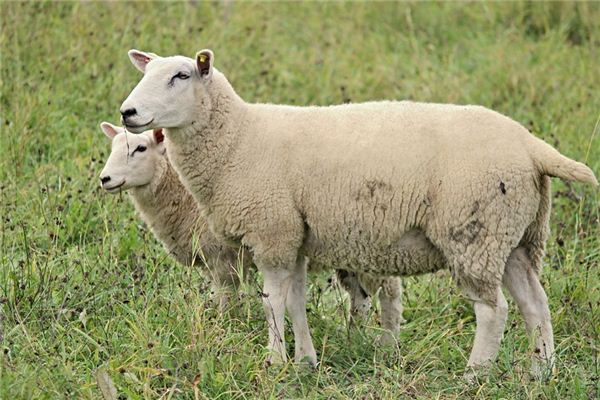 What does it mean to dream of sheepskin? What does it mean to dream of sheepskin?