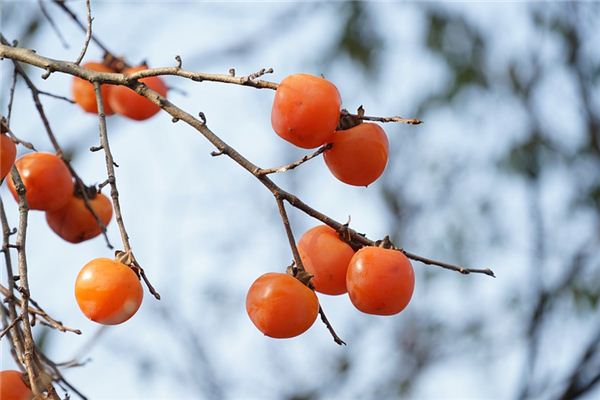 What does it mean to dream of eating persimmons? What does it mean to dream of eating persimmons?