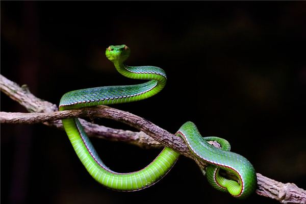 What does it mean to dream of being bitten by a snake?