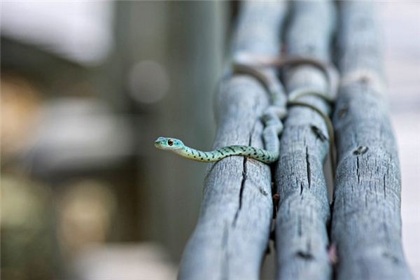 What does it mean to dream of hitting a snake? What does it mean to dream of hitting a snake?