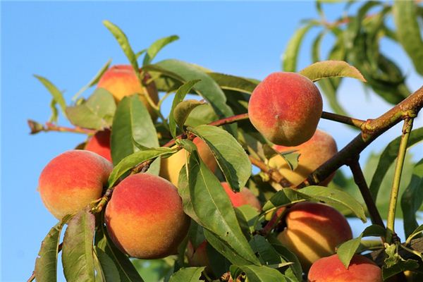 What does it mean to dream of picking peaches? What does it mean to dream of picking peaches?