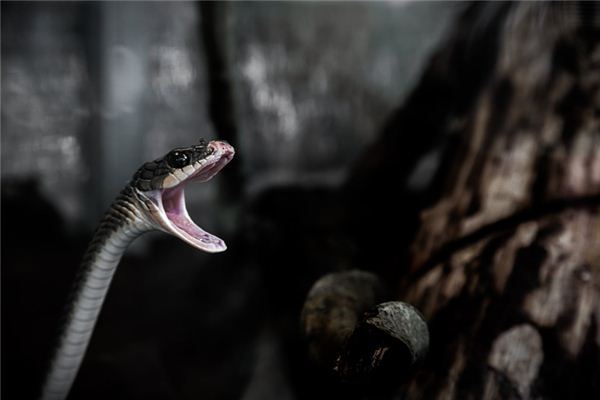 Dreaming of a snake biting someone Dreaming of a snake biting someone