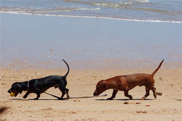What does it mean to dream of being chased by a dog? What does it mean to dream of being chased by a dog?