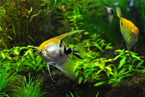 What does it mean to dream of raising fish? What does it mean to dream of raising fish?