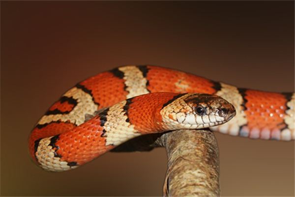 What does it mean to dream of a snake biting your husband? What does it mean to dream of a snake biting your husband?