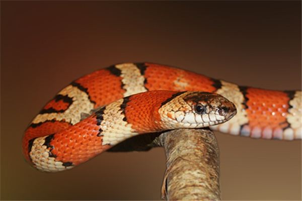 What does it mean to dream of killing a snake and not killing it? What does it mean to dream of killing a snake and not killing it?
