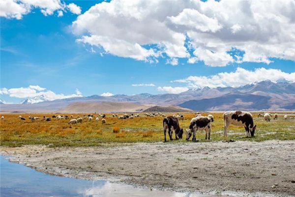 What does it mean to dream of herding cattle? What does it mean to dream of herding cattle?