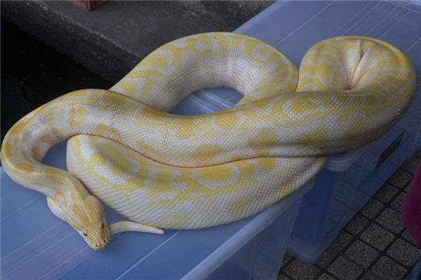 What does it mean to dream of being bitten by a python? What does it mean to dream of being bitten by a python?