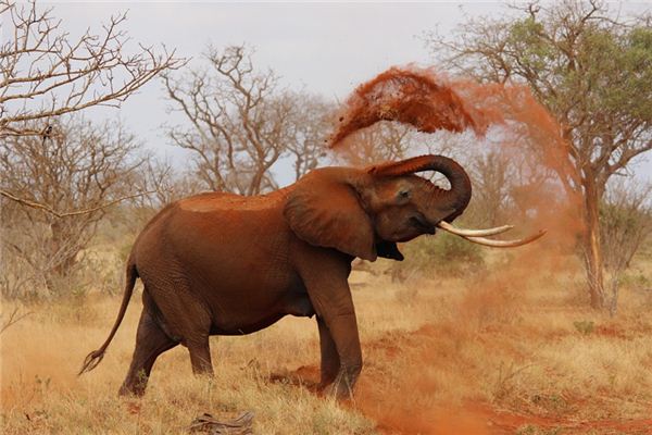 What does it mean to dream of Africa? What does it mean to dream of Africa?