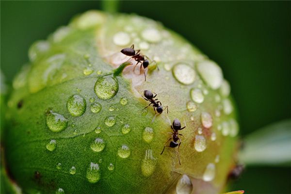 What does it mean to dream of ants moving house? What does it mean to dream of ants moving house?