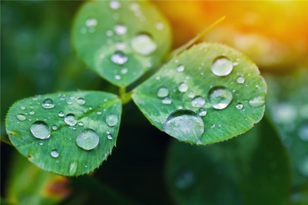 I dreamed of morning dew sparkling and shining.