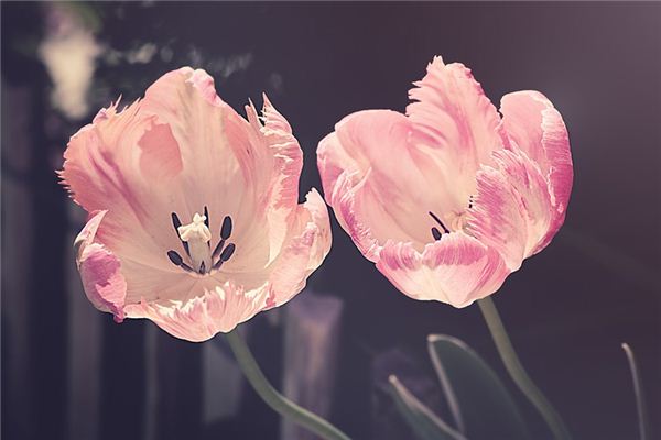 What does it mean to dream of spring? What does it mean to dream of spring?