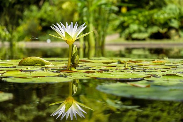 What does it mean to dream of a pond? What does it mean to dream of a pond?