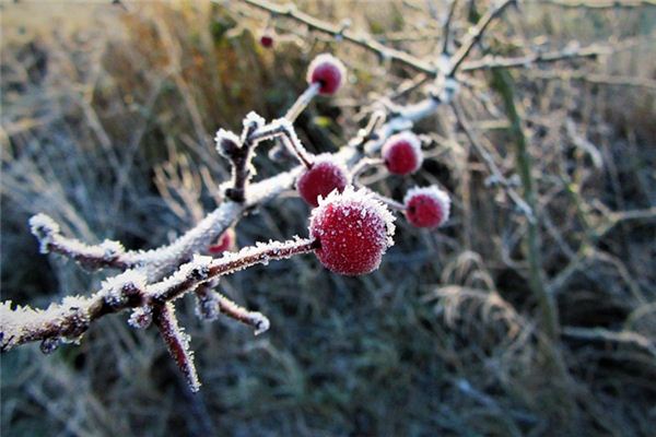 What does it mean to dream of frost falling? What does it mean to dream of frost falling?