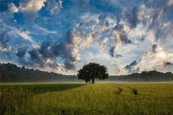 What does it mean to dream of the wilderness?