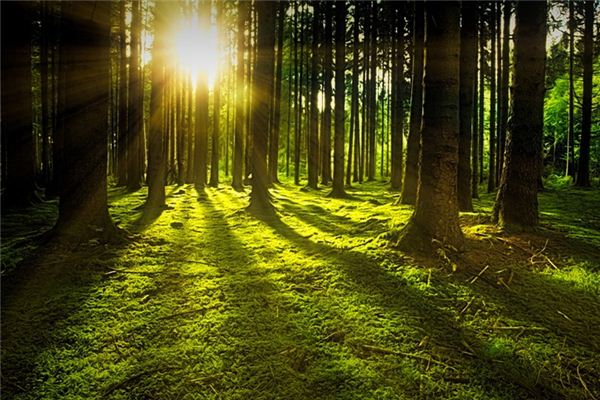 What does it mean to dream of sunlight? What does it mean to dream of sunlight?