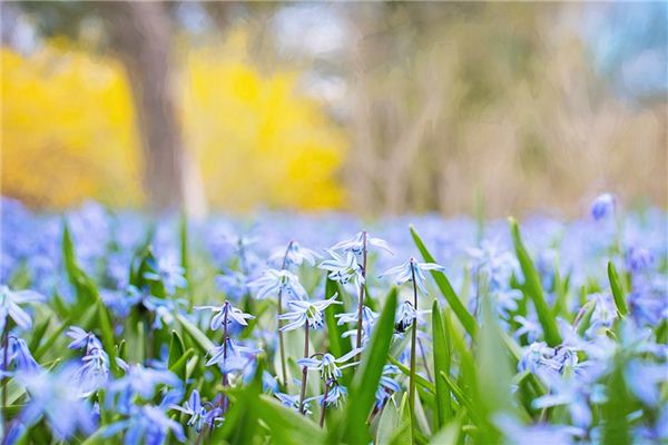 What does it mean to dream of springtime? What does it mean to dream of springtime?