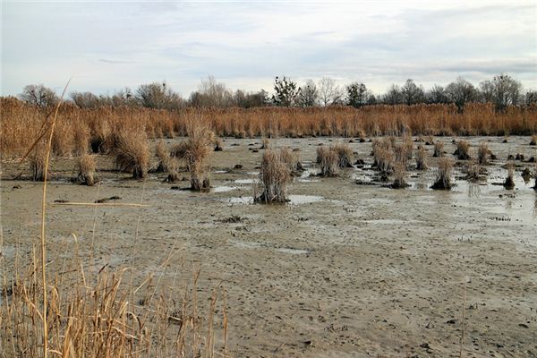 What does it mean to dream of a mud pit? What does it mean to dream of a mud pit?
