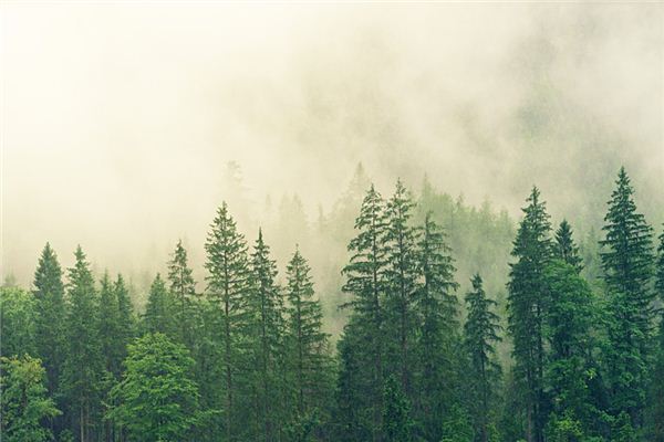 What does it mean to dream of a forest? What does it mean to dream of a forest?