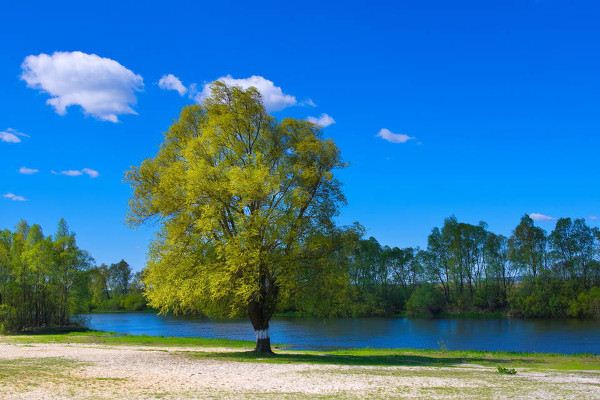 Dreaming of riverbanks and embankments