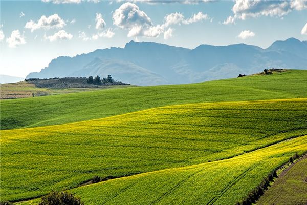 What does it mean to dream of a wild field? What does it mean to dream of a wild field?