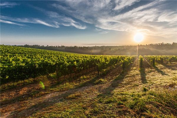 What does it mean to dream of farmland? What does it mean to dream of farmland?