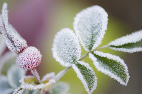 Dreaming of frost and withered plants
