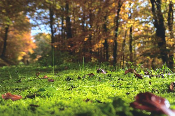 What does it mean to dream about the ground?
