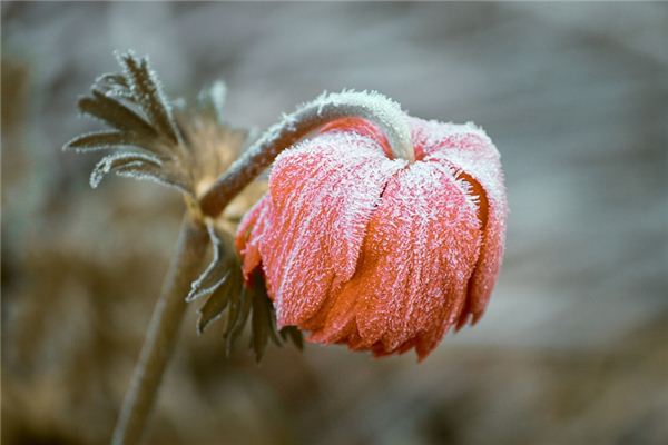What does it mean to dream of dew and frost? What does it mean to dream of dew and frost?