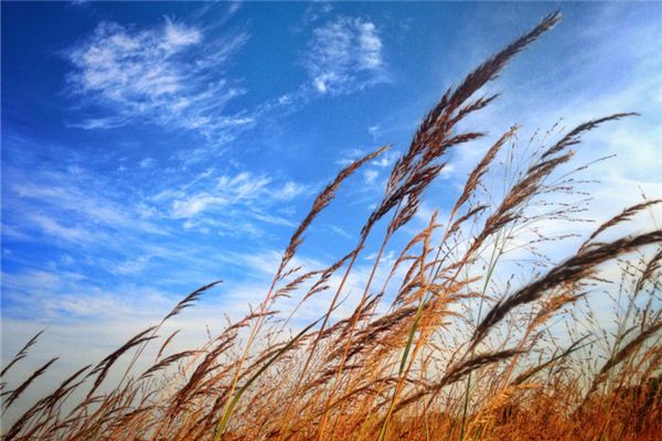 I dreamed of a gentle breeze blowing.
