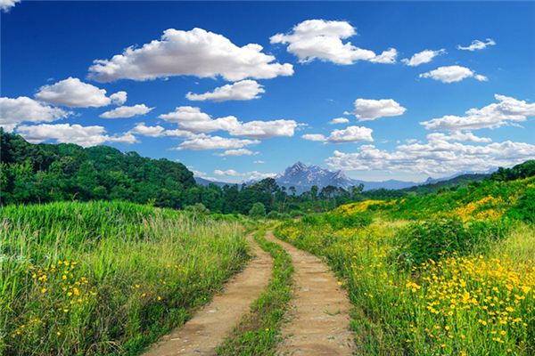 What does it mean to dream of fields and paths?