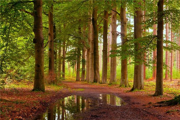 What does it mean to dream of a land? What does it mean to dream of a land?