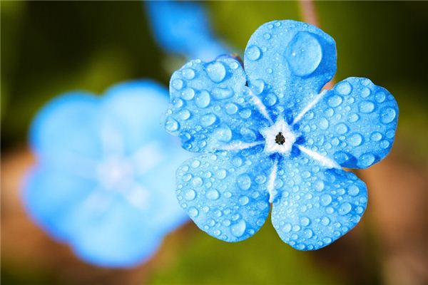 What does it mean to dream of morning dew? What does it mean to dream of morning dew?