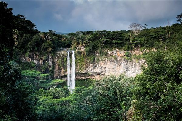 What does it mean to dream of a jungle? What does it mean to dream of a jungle?