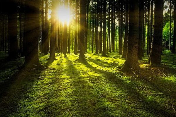 Dreaming of light and rays