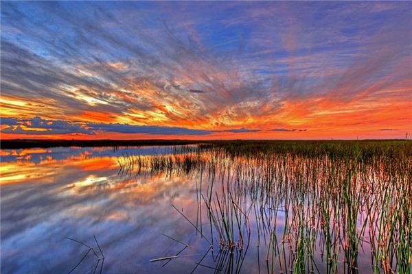 What does it mean to dream of a swamp? What does it mean to dream of a swamp?